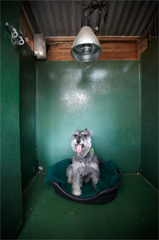 Heat Lamps keep dogs warm on chilly night