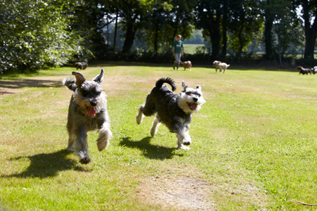 Copied Hall Dog Kennels