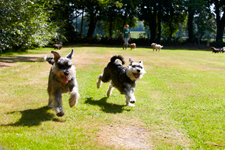 Phoebe & Louie playtime